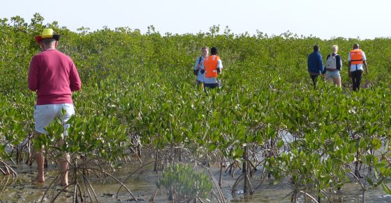 PGFM - Mangroves - Eclosio